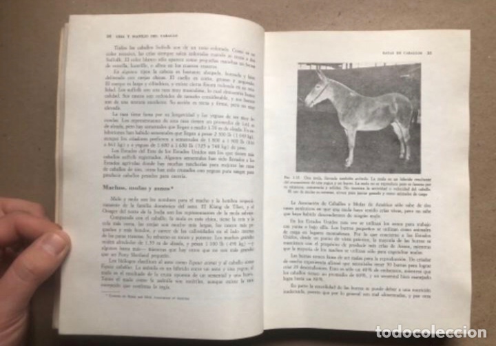 Libros de segunda mano: CR&Iacute;A Y MANEJO DEL CABALLO. ULMER & JURGENSON. COMPA&Ntilde;&Iacute;A EDITORIAL CONTINENTAL 1978. - Foto 5