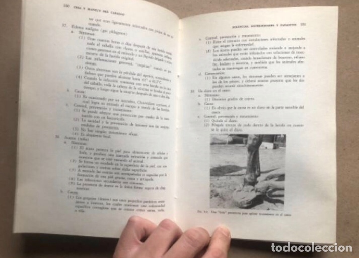 Libros de segunda mano: CR&Iacute;A Y MANEJO DEL CABALLO. ULMER & JURGENSON. COMPA&Ntilde;&Iacute;A EDITORIAL CONTINENTAL 1978. - Foto 8
