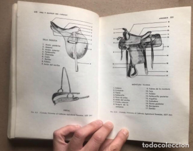 Libros de segunda mano: CR&Iacute;A Y MANEJO DEL CABALLO. ULMER & JURGENSON. COMPA&Ntilde;&Iacute;A EDITORIAL CONTINENTAL 1978. - Foto 10