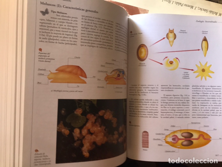 Libros de segunda mano: Atlas visual de las ciencias. Nivel 10. Programa de apoyo escolar interactivo. Oc&eacute;ano - Foto 14