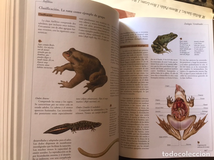 Libros de segunda mano: Atlas visual de las ciencias. Nivel 10. Programa de apoyo escolar interactivo. Oc&eacute;ano - Foto 15