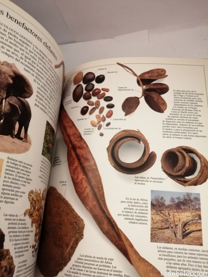 Libros de segunda mano: ELEFANTES DE Ian Redmond - Foto 3