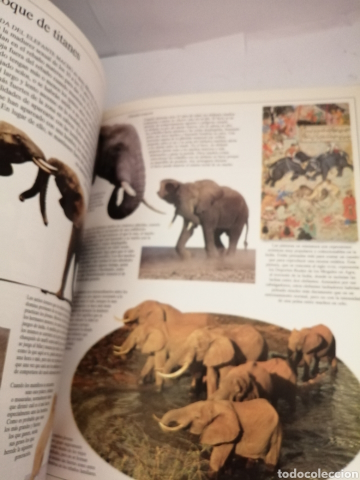 Libros de segunda mano: ELEFANTES DE Ian Redmond - Foto 5