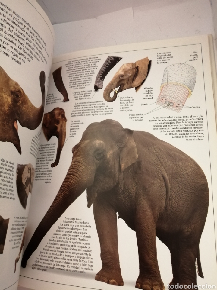 Libros de segunda mano: ELEFANTES DE Ian Redmond - Foto 6