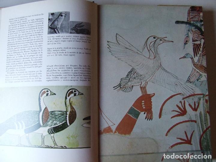 Libros de segunda mano: EL LIBRO DE LA CAZA QUEROMON 1972 GIANNI BALDI - Foto 5