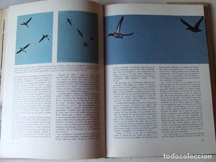 Libros de segunda mano: EL LIBRO DE LA CAZA QUEROMON 1972 GIANNI BALDI - Foto 10
