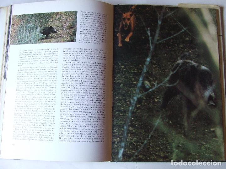 Libros de segunda mano: EL LIBRO DE LA CAZA QUEROMON 1972 GIANNI BALDI - Foto 12
