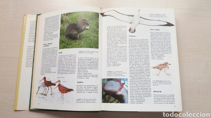 Libros de segunda mano: Diccionario de los animales. Michael Chinery. C&iacute;rculo de lectores, 1987. - Foto 9