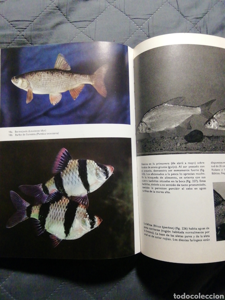 Libros de segunda mano: GRAN ENCICLOPEDIA DE LOS PECES. STANISLAV FRANK - Foto 4