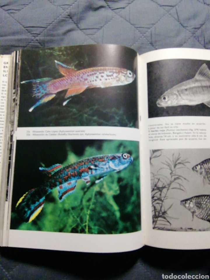 Libros de segunda mano: GRAN ENCICLOPEDIA DE LOS PECES. STANISLAV FRANK - Foto 5