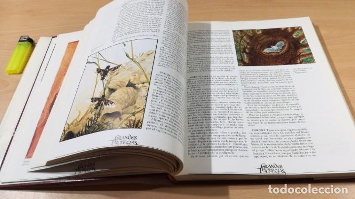 Libros de segunda mano: GRANDES PROFECIAS - EDICIONES NUEVA LENTE Q403 - Foto 12