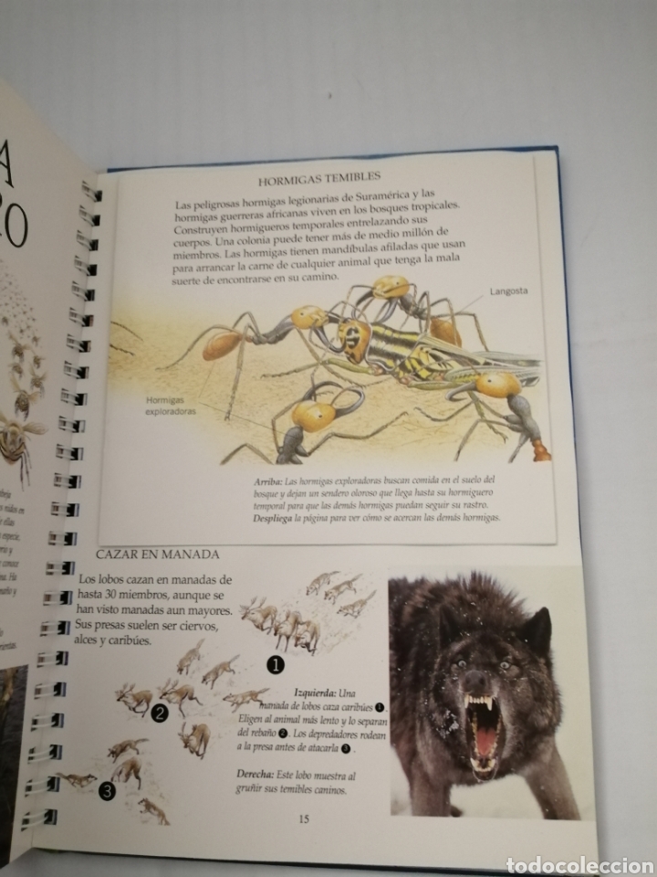 Libros de segunda mano: Animales peligrosos (con pop-ups, solapas, leng&uuml;etas y pegatinas) - Foto 3
