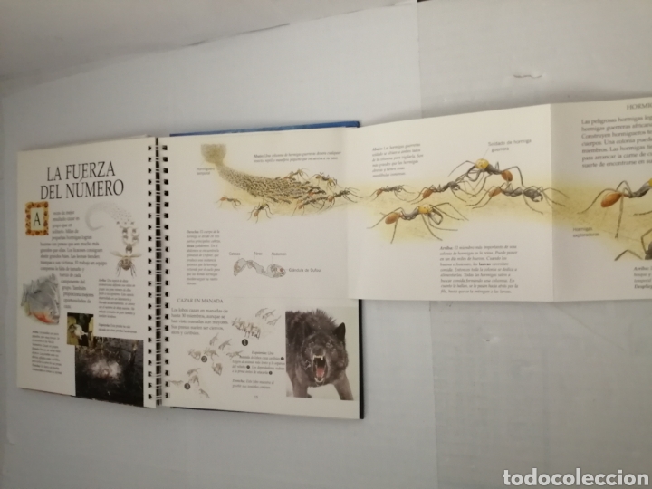 Libros de segunda mano: Animales peligrosos (con pop-ups, solapas, leng&uuml;etas y pegatinas) - Foto 4