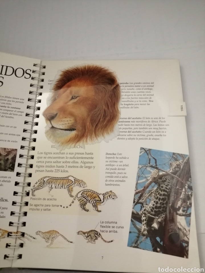 Libros de segunda mano: Animales peligrosos (con pop-ups, solapas, leng&uuml;etas y pegatinas) - Foto 5