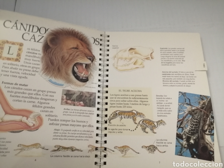 Libros de segunda mano: Animales peligrosos (con pop-ups, solapas, leng&uuml;etas y pegatinas) - Foto 6