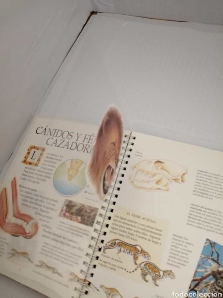 Libros de segunda mano: Animales peligrosos (con pop-ups, solapas, leng&uuml;etas y pegatinas) - Foto 7