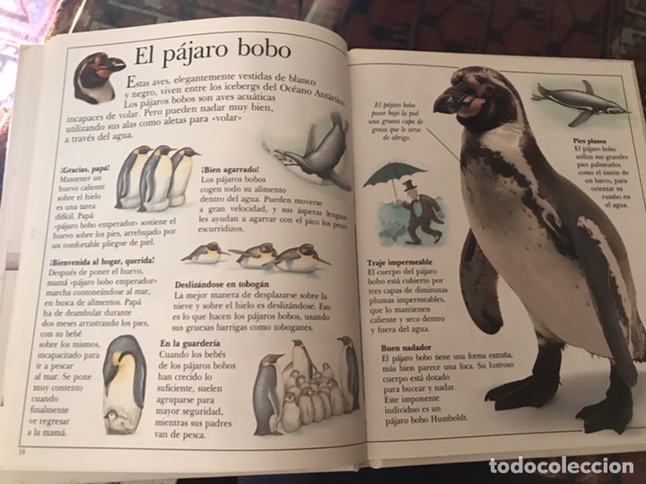 Libros de segunda mano: Asombrosas ave. Bru&ntilde;o - Foto 4
