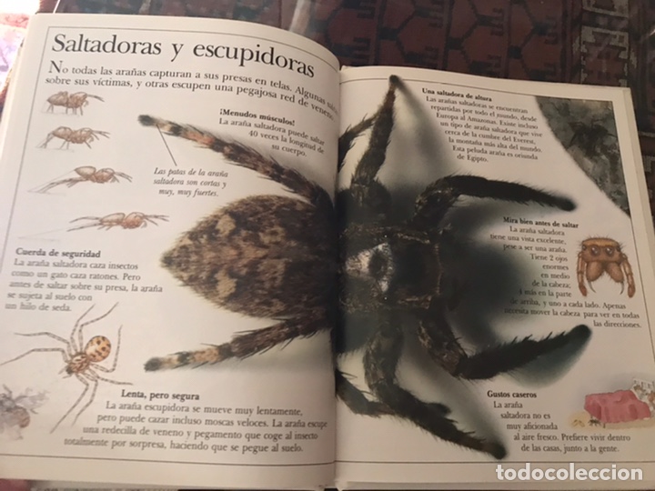Libros de segunda mano: Asombrosas ara&ntilde;as. Bru&ntilde;o - Foto 4