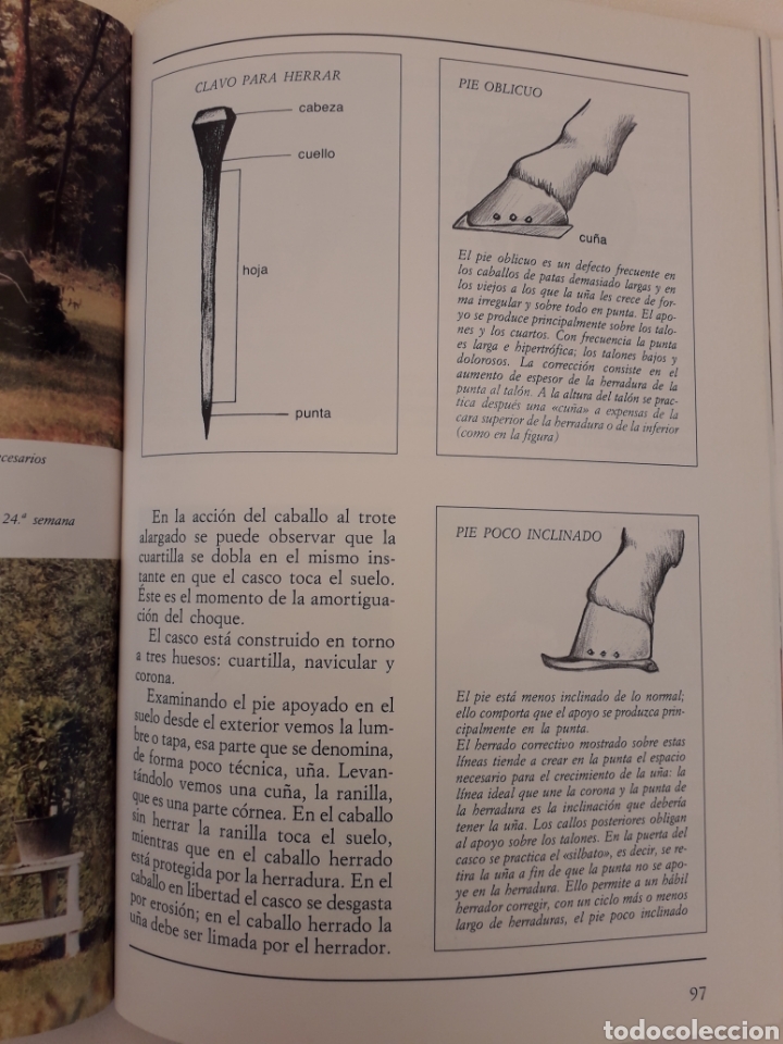 Libros de segunda mano: CONOCER EL CABALLO. GIANNI RAVAZZI. ED. DE VECCCHI - Foto 4