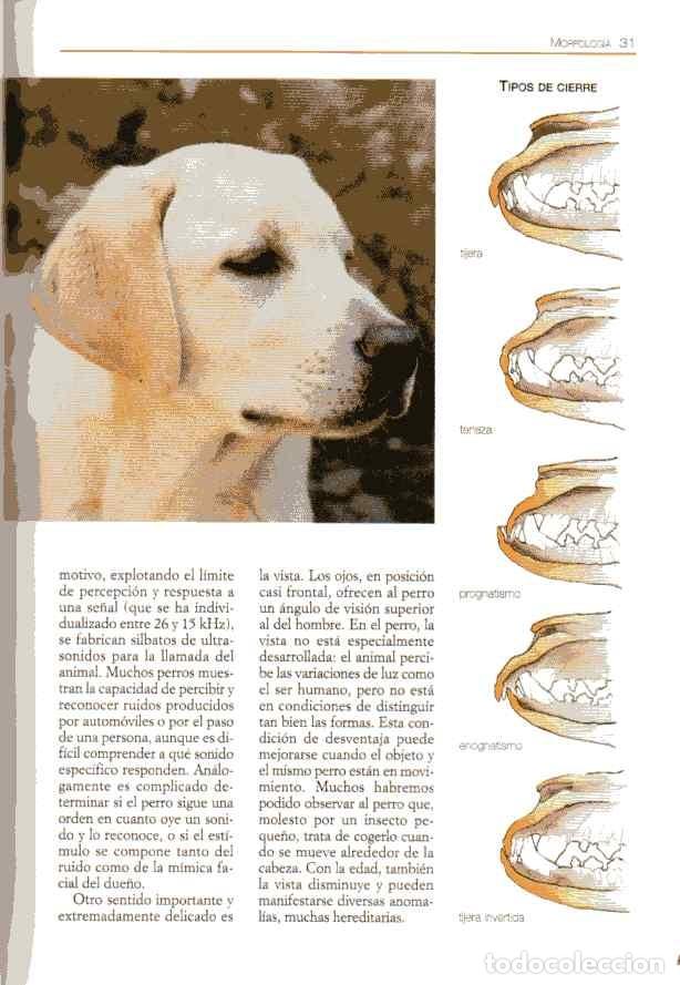 Libros de segunda mano: LA ENCICLOPEDIA DEL LABRADOR Y DE LOS RETRIEVER - RIO RAIKES - Foto 2