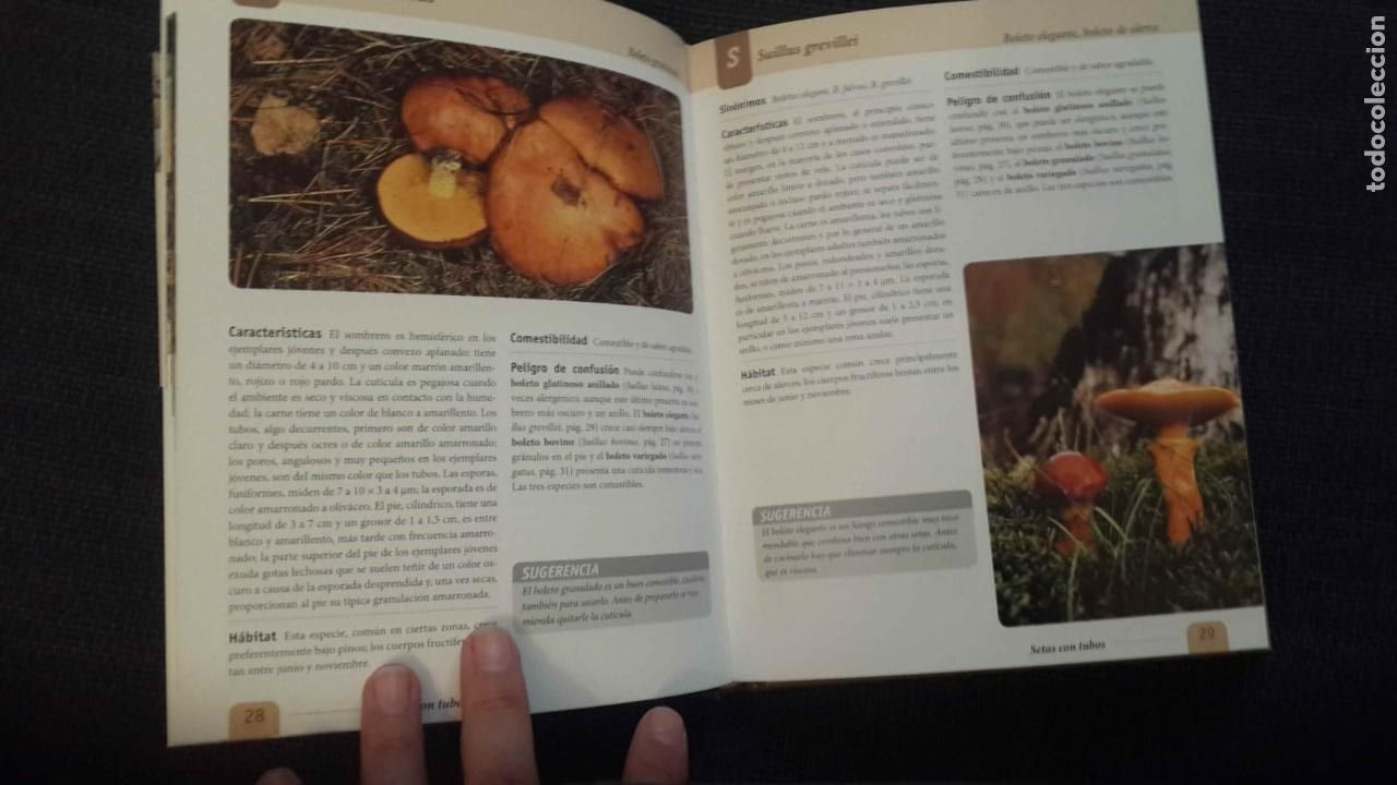 Libros de segunda mano: Guia de Setas -- espa&ntilde;a - Foto 3