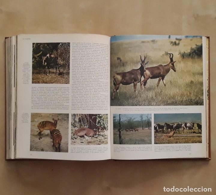 Libros de segunda mano: LA VIDA DE LOS ANIMALES (3 TOMOS) - PIERRE-PAUL GRASSE - Foto 5