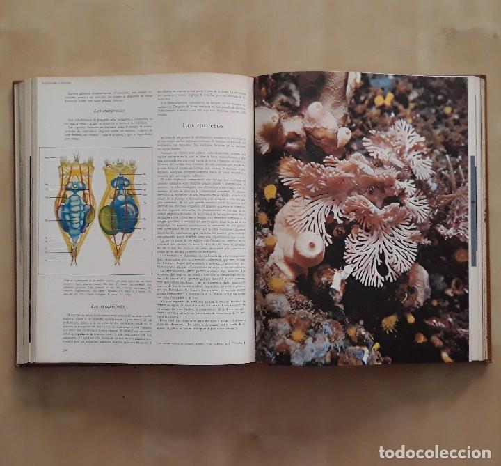 Libros de segunda mano: LA VIDA DE LOS ANIMALES (3 TOMOS) - PIERRE-PAUL GRASSE - Foto 10