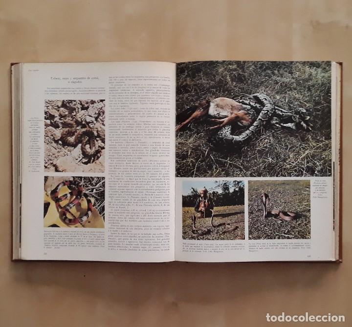 Libros de segunda mano: LA VIDA DE LOS ANIMALES (3 TOMOS) - PIERRE-PAUL GRASSE - Foto 12