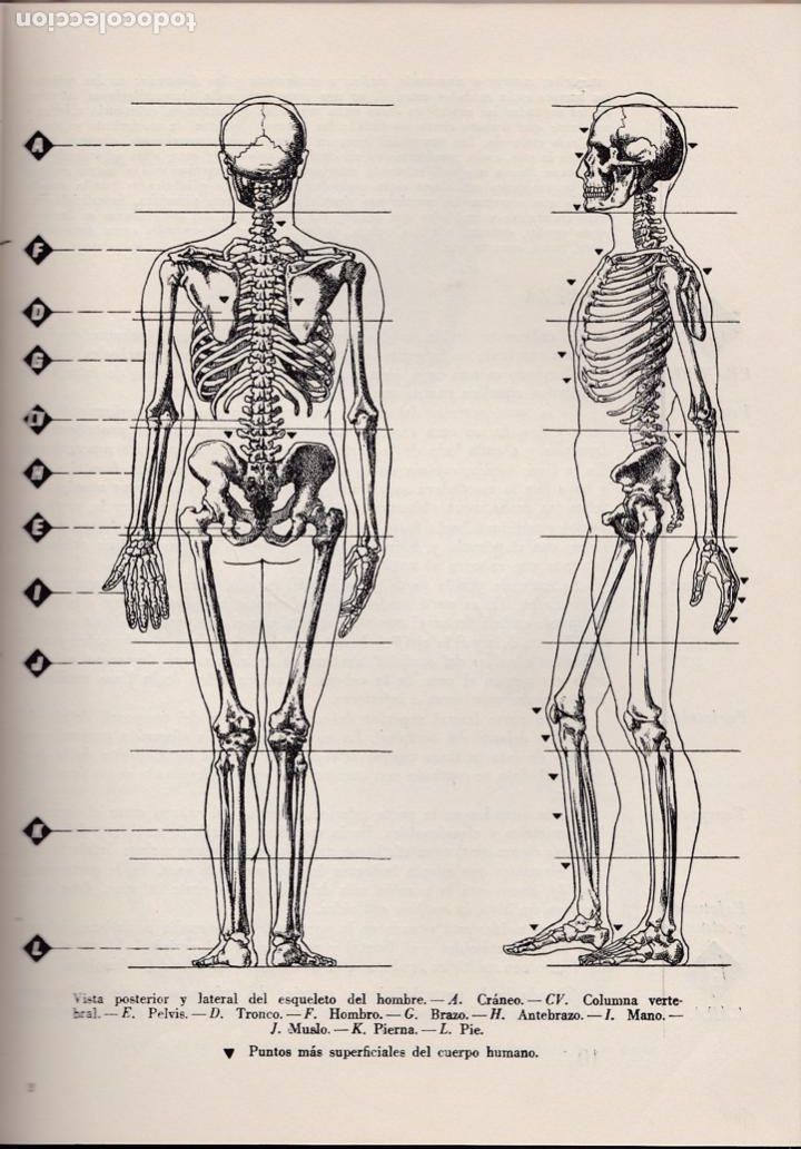 Libros de segunda mano: Anatom&iacute;a para artistas / U. Benedicts - Foto 2