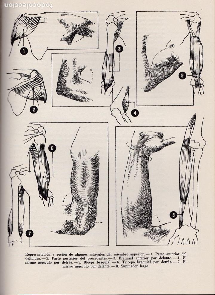 Libros de segunda mano: Anatom&iacute;a para artistas / U. Benedicts - Foto 3