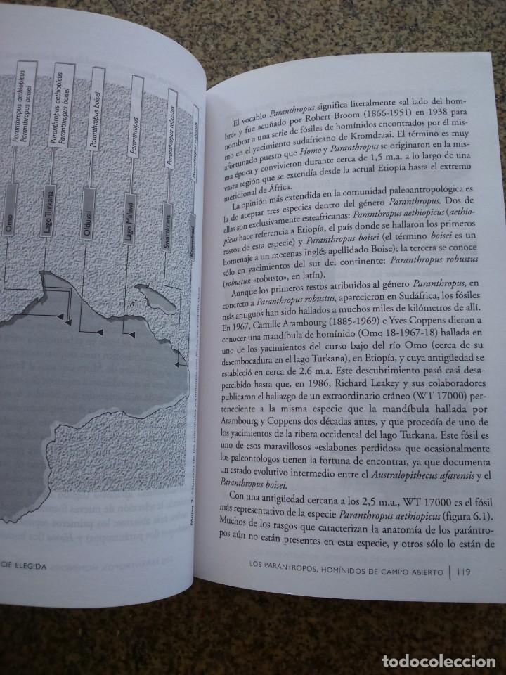 Libros de segunda mano: LA ESPECIE ELEGIDA -- LA LARGA MARCHA DE LA EVOLUCION HUMANA ( PROYECTO ATAPUERTA ) - Foto 3