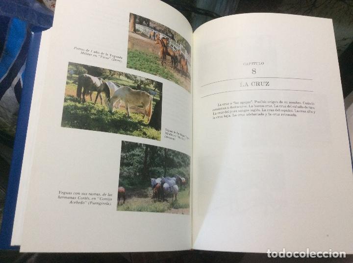Libros de segunda mano: Este es el caballo espa&ntilde;ol. Juan Llamas - Foto 4