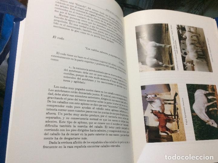 Libros de segunda mano: Este es el caballo espa&ntilde;ol. Juan Llamas - Foto 5
