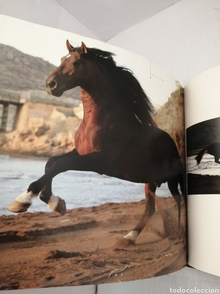 Libros de segunda mano: YEGUADA PE&Ntilde;A DE B&Eacute;JAR - Foto 4