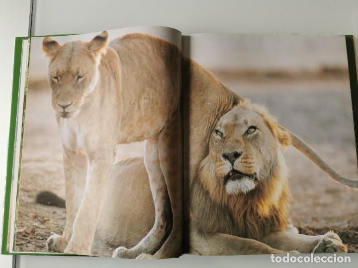Libros de segunda mano: FELINOS SALVAJES - Foto 5