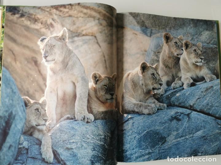Libros de segunda mano: FELINOS SALVAJES - Foto 6