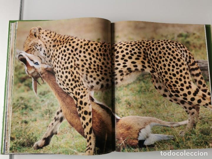 Libros de segunda mano: FELINOS SALVAJES - Foto 7