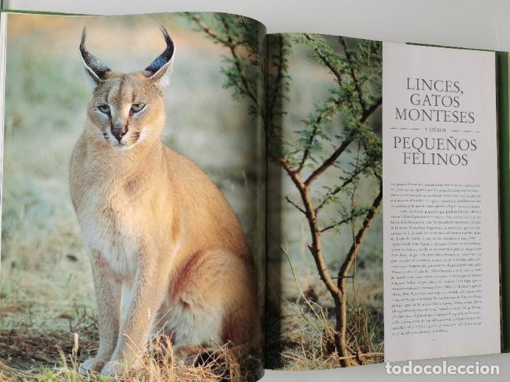 Libros de segunda mano: FELINOS SALVAJES - Foto 8