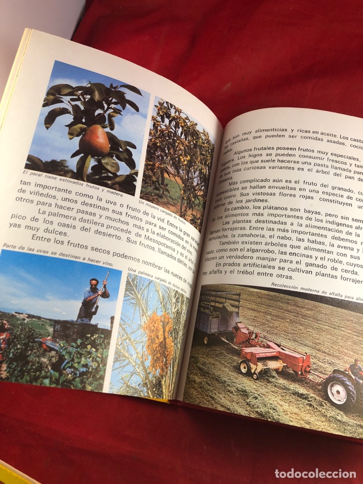 Libros de segunda mano: PLANTAS Y FLORES - Foto 2