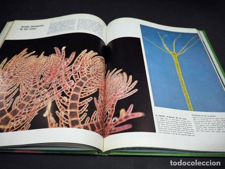 Libros de segunda mano: La c&eacute;lula. Colecci&oacute;n cientifica Life. Jonh Pfeiffer. Offset Multicolor, S.A. 1967 - Foto 3