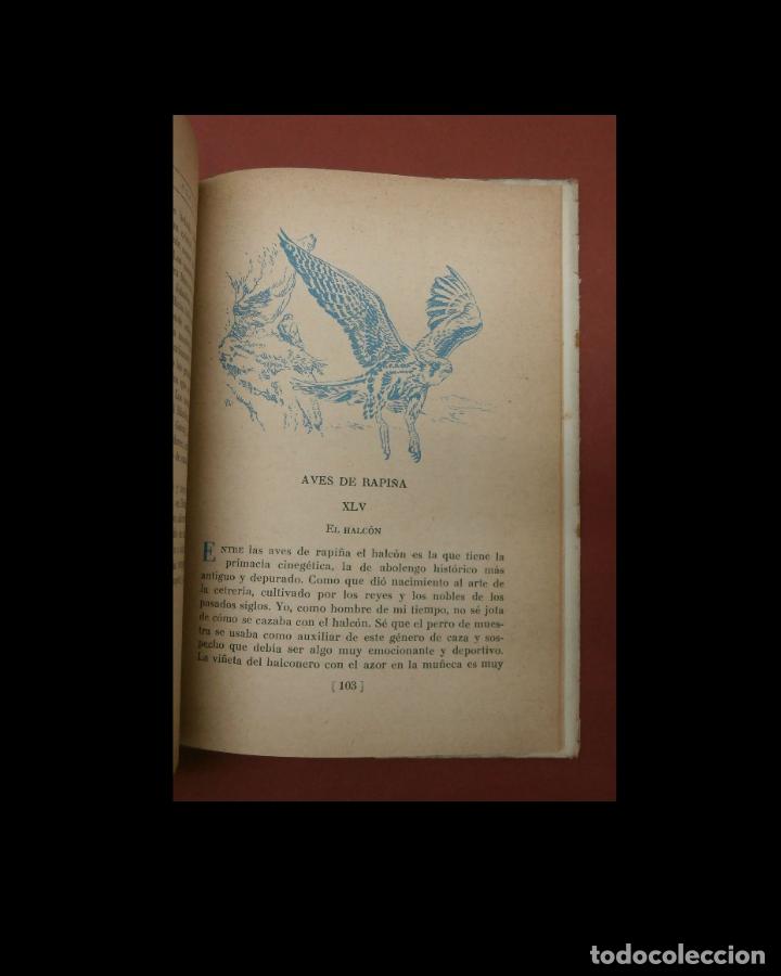 Libros de segunda mano: Estampas cinegeticas espa&ntilde;olas. Juan Cazador - Foto 4