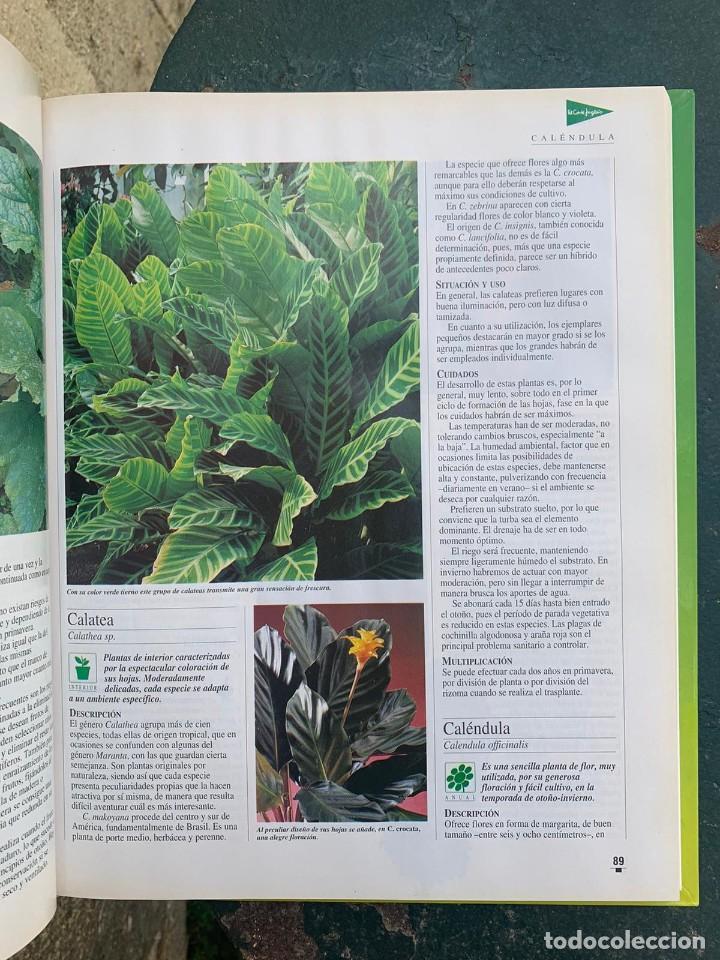Libros de segunda mano: LIBRO DE ORO DE LAS PLANTAS Y LOS JARDINES. ABC. - Foto 3