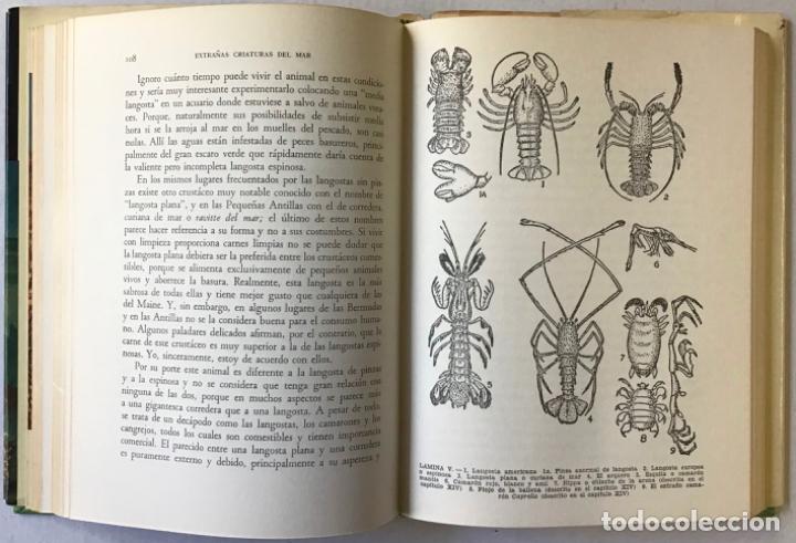 Libros de segunda mano: EXTRA&Ntilde;AS CRIATURAS DEL MAR. - HYATT VERRILL, A. - Foto 4