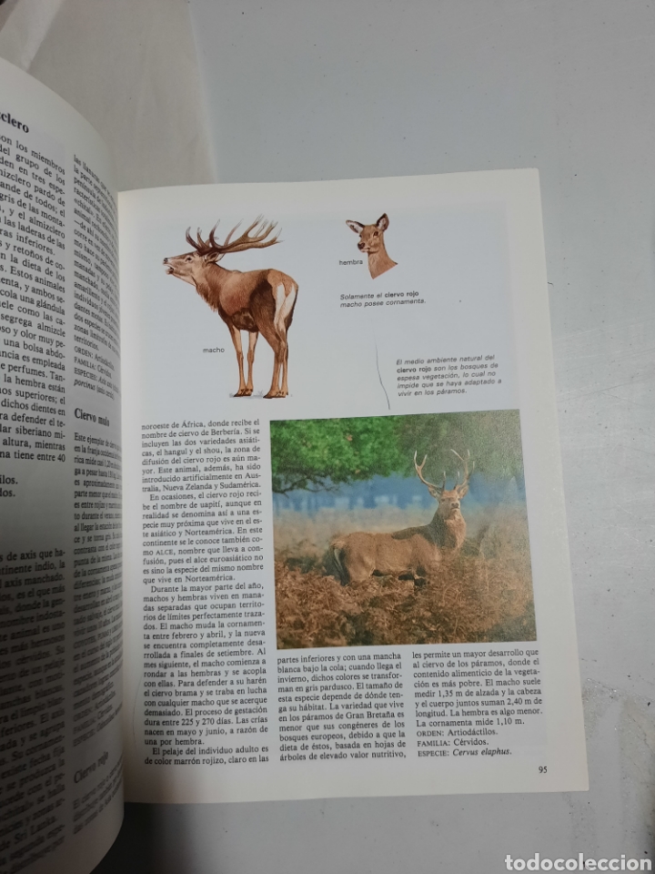 Libros de segunda mano: Diccionario de animales - Michael Chinery. Folio - Foto 5