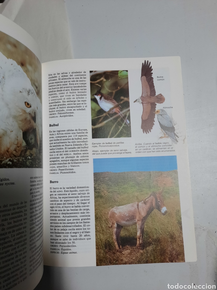 Libros de segunda mano: Diccionario de animales - Michael Chinery. Folio - Foto 6