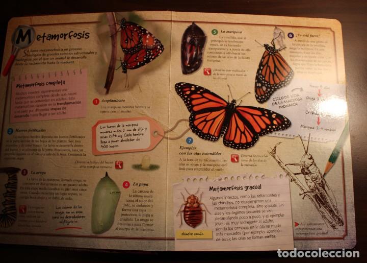 Libros de segunda mano: Insectos. Editorial LIBSA. Colecci&oacute;n Libros Zoom. 2012 - Foto 3