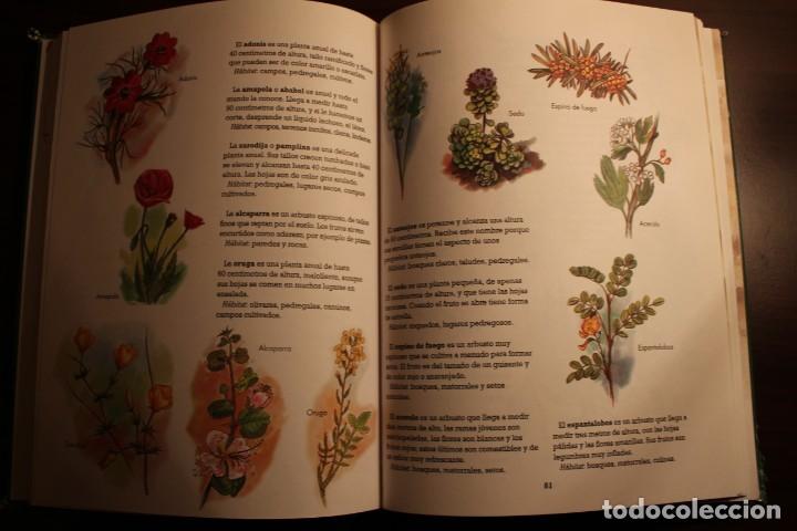 Libros de segunda mano: Mi amigo el bosque. Todolibro Ediciones. - Foto 2