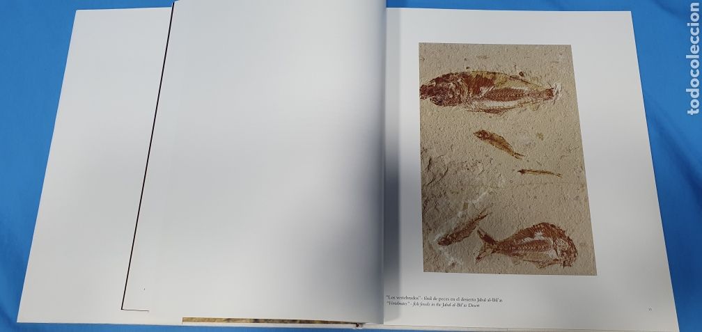 Libros de segunda mano: EL PRINCIPIO - THE BEGINNING - ALBERTO SCHOMMER - Foto 4