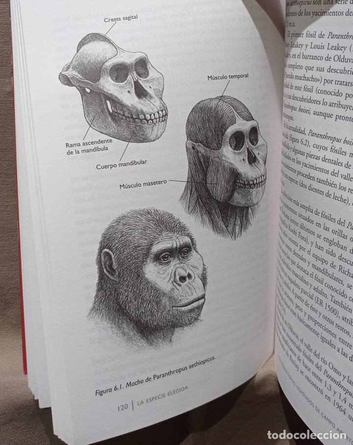 Libros de segunda mano: La especie elegida. Juan Luis Arsuaga. Ignacio Mart&iacute;nez. - Foto 3