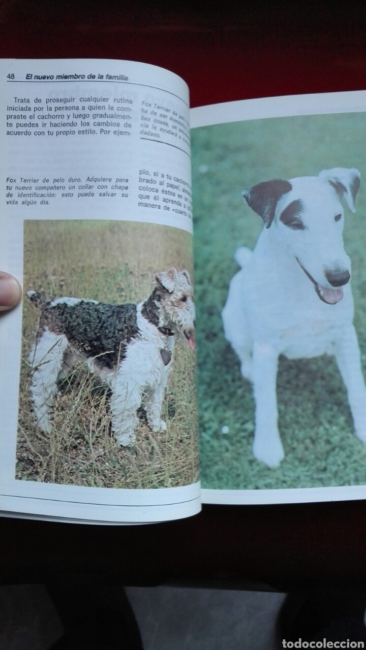 Libros de segunda mano: El fox terrier Evelyn Miller - Foto 3